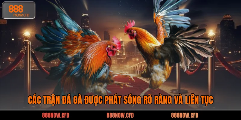Các trận đá gà được phát sóng rõ ràng và liên tục