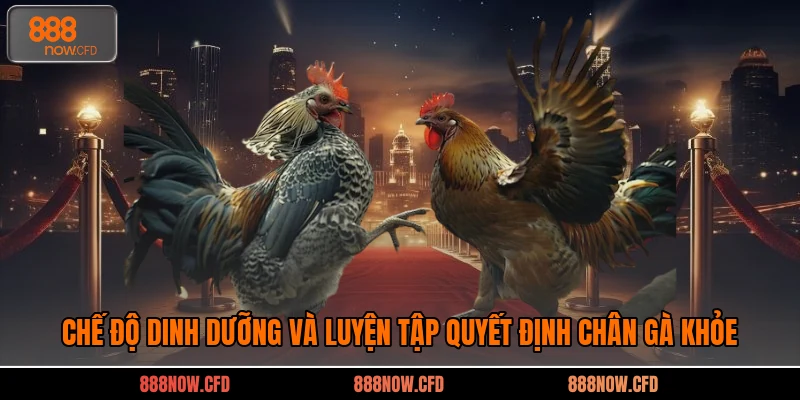 Chế độ dinh dưỡng và luyện tập quyết định chân gà khỏe