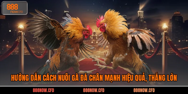 Hướng Dẫn Cách Nuôi Gà Đá Chân Mạnh Hiệu Quả, Thắng Lớn