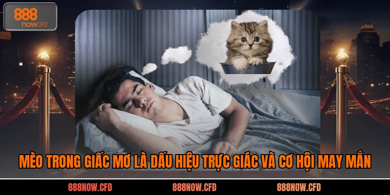 Mèo trong giấc mơ là dấu hiệu trực giác và cơ hội may mắn