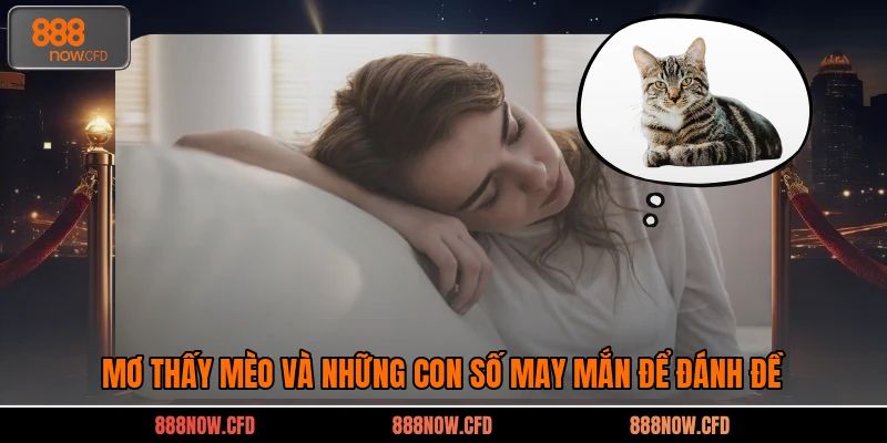Mơ Thấy Mèo Và Những Con Số May Mắn Để Đánh Đề