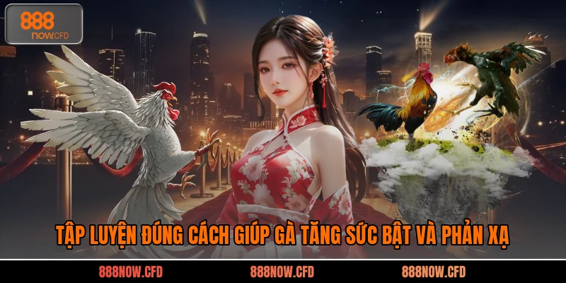 Tập luyện đúng cách giúp gà tăng sức bật và phản xạ